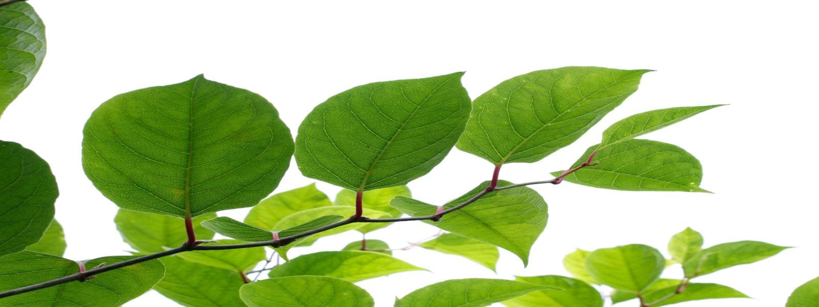 Professional Knotweed Removal